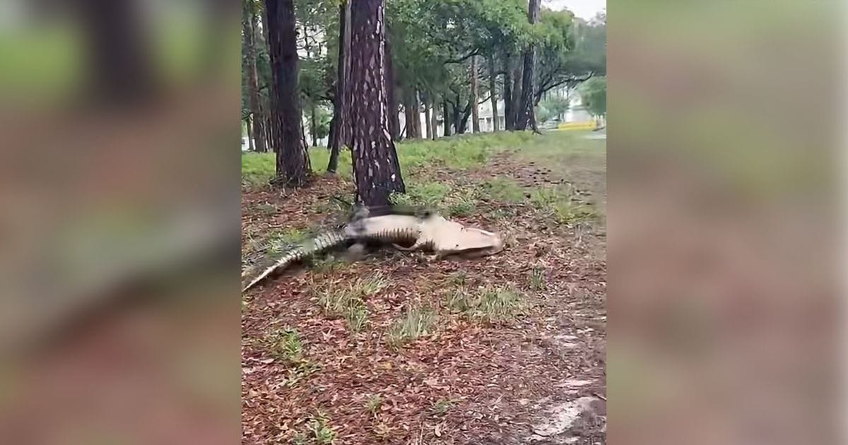 HUGE 400-lb gator gone from YOUR NC coast! Breathe easy, summer is SAFE. | Vibe NC