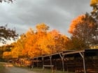 Create a 10-word scroll-stopping headline for: Love Valley, NC 🤎 horse town | Vibe NC