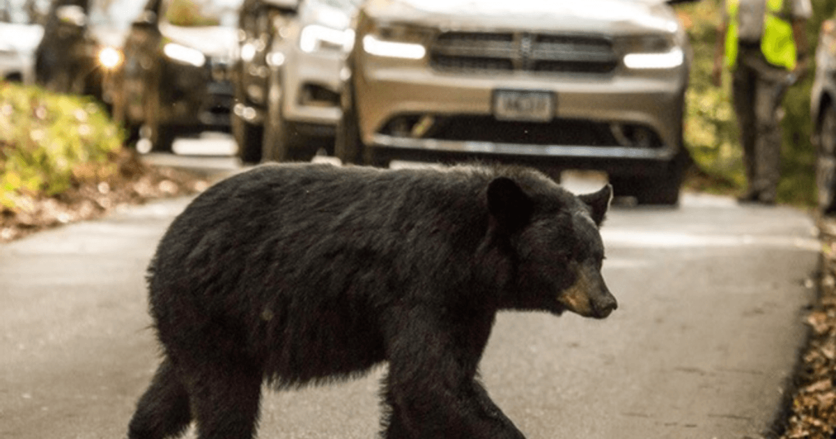 Create a 10-word scroll-stopping headline for: Part of Great Smoky Mountains trail closed over ‘aggressive’ bear encounters :: WRAL.com | Vibe NC