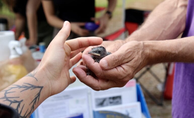 Create a 10-word scroll-stopping headline for: Local Groups See Payoff With Purple Martin Conservation Efforts | Vibe NC
