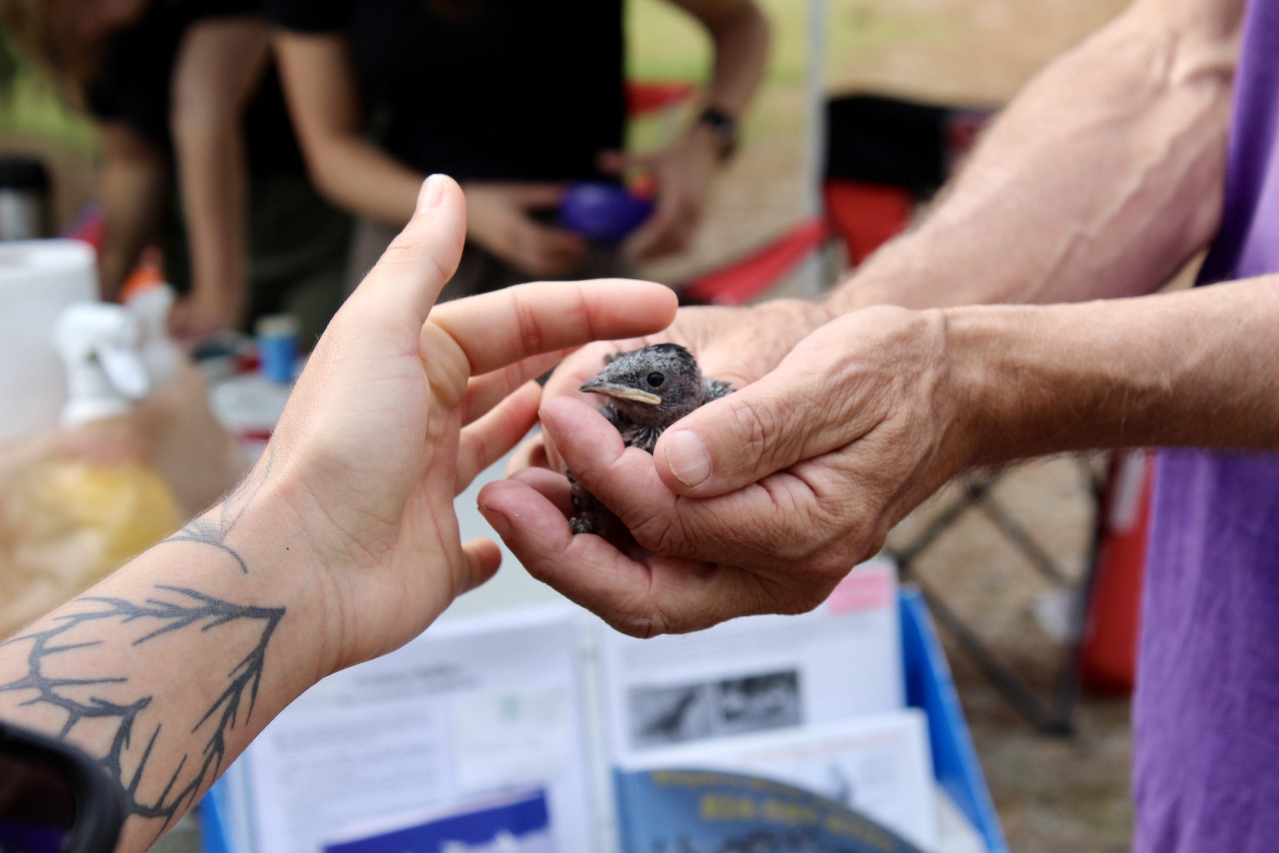 Create a 10-word scroll-stopping headline for: Local Groups See Payoff With Purple Martin Conservation Efforts | Vibe NC