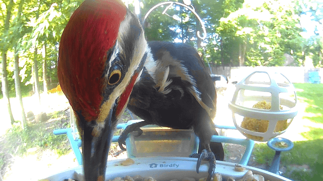 Create a 10-word scroll-stopping headline for: This Woodpecker Has a Mohawk hairstyle | Vibe NC
