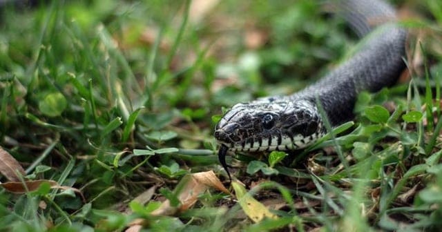 Create a 10-word scroll-stopping headline for: Snakes alive (should stay that way) | Vibe NC