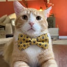 🧡 Goldie: Sweet, Energetic Orange Boy Needs YOUR Perfect Match Forever! | Vibe NC