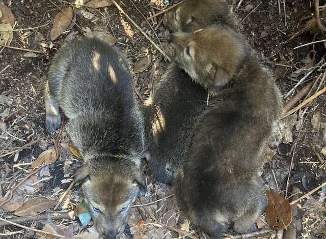 Here are a few 10-word scroll-stopping options:

Red Wolf Comeback! Four Wild Litters Born in North Carolina.
Hope Ignites! Four Wild Red Wolf Litters Born in NC.
Critically Endangered Red Wolves Celebrate Four New Wild Litters!
Miracle! Four Wild Red Wolf Litters Arrive in North Carolina.
Four Wild Red Wolf Litters! New Hope Blooms in NC.
 | Vibe NC