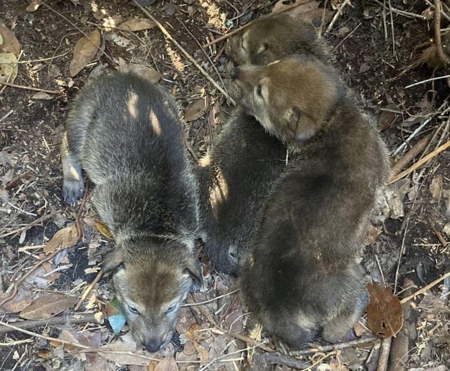 Here are a few 10-word scroll-stopping options:

Red Wolf Comeback! Four Wild Litters Born in North Carolina.
Hope Ignites! Four Wild Red Wolf Litters Born in NC.
Critically Endangered Red Wolves Celebrate Four New Wild Litters!
Miracle! Four Wild Red Wolf Litters Arrive in North Carolina.
Four Wild Red Wolf Litters! New Hope Blooms in NC.
 | Vibe NC