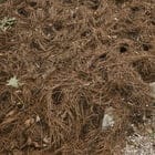 Create a 10-word scroll-stopping headline for: Wondering what might have rooted around in my pine needles. | Vibe NC